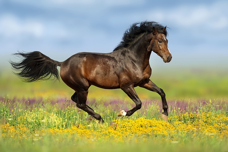 Healthy Stallion Running - Postbiotic Power