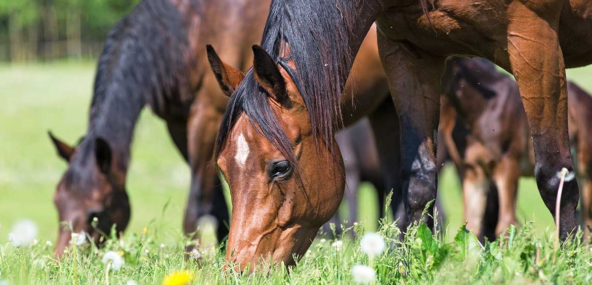 Horse Gut Health - Horses grazing in a field